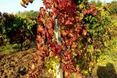 Calzoni-Lungarotti-2021-10-29-at-15.12.57