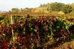 Calzoni-Lungarotti-2021-10-29-at-15.42.15