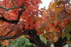 Image-2021-10-26-at-12.30.33